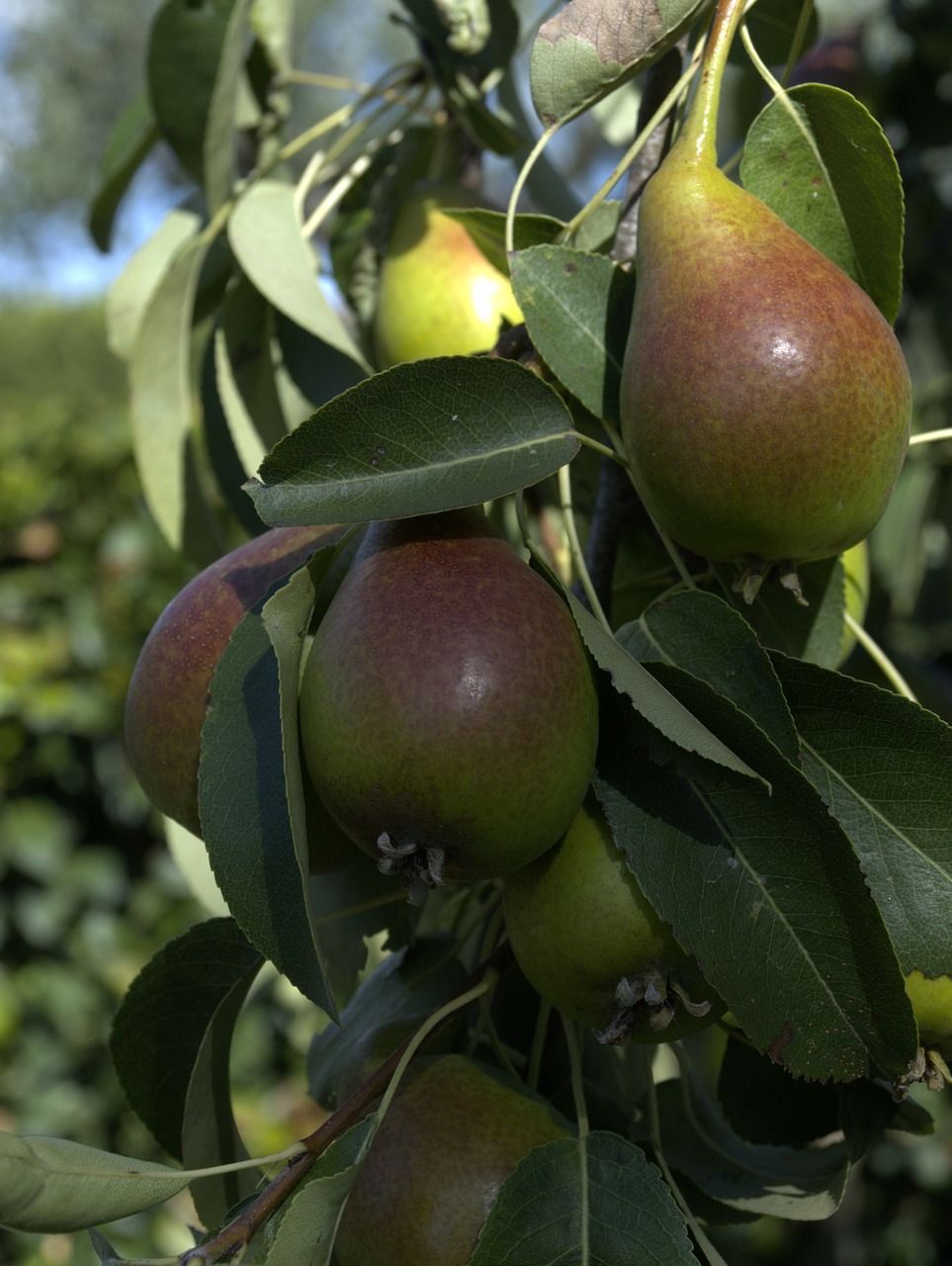 pears fruits fruit free photo