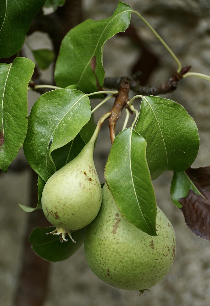 pears green fruit free photo