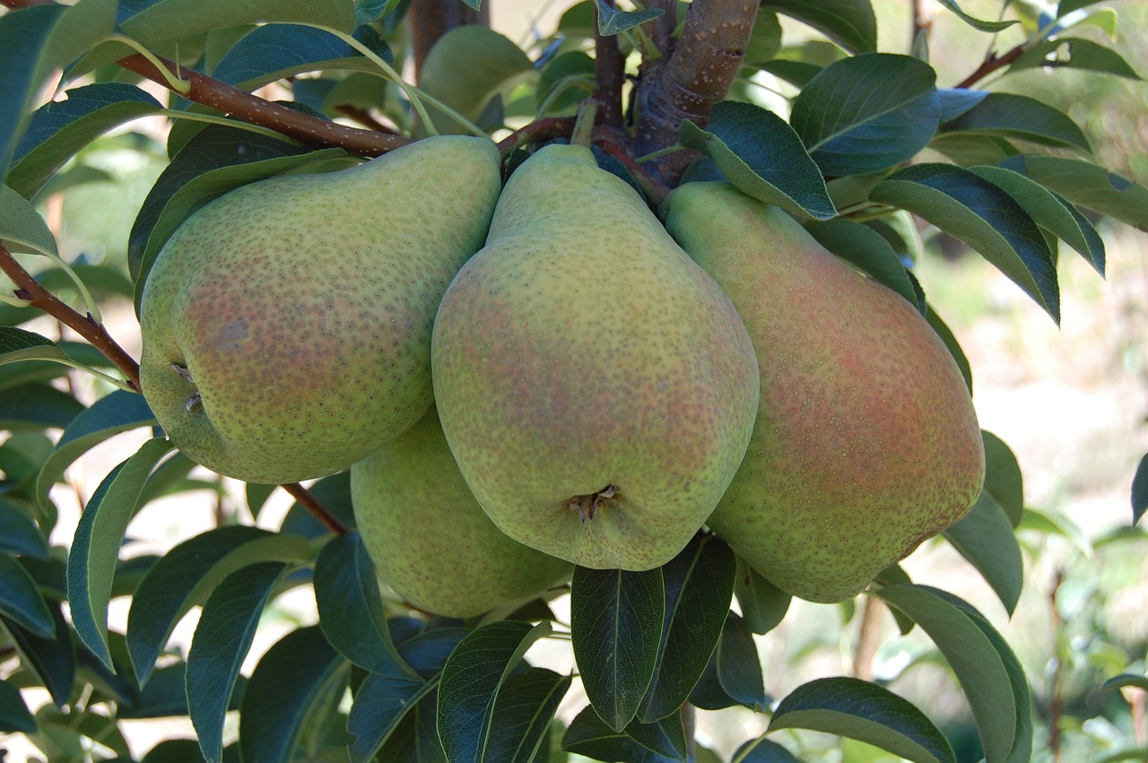 pears fruits organic fruits free photo