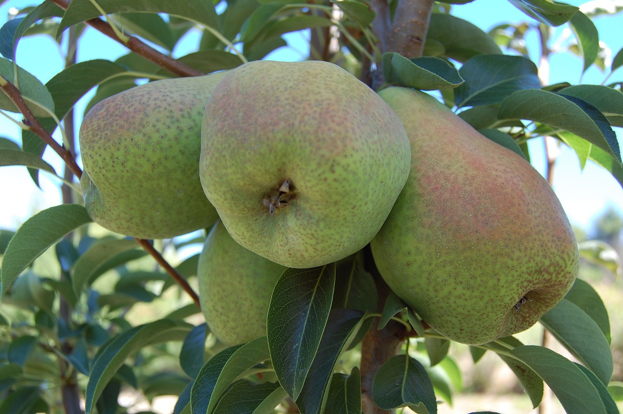 pears fruits organic fruits free photo