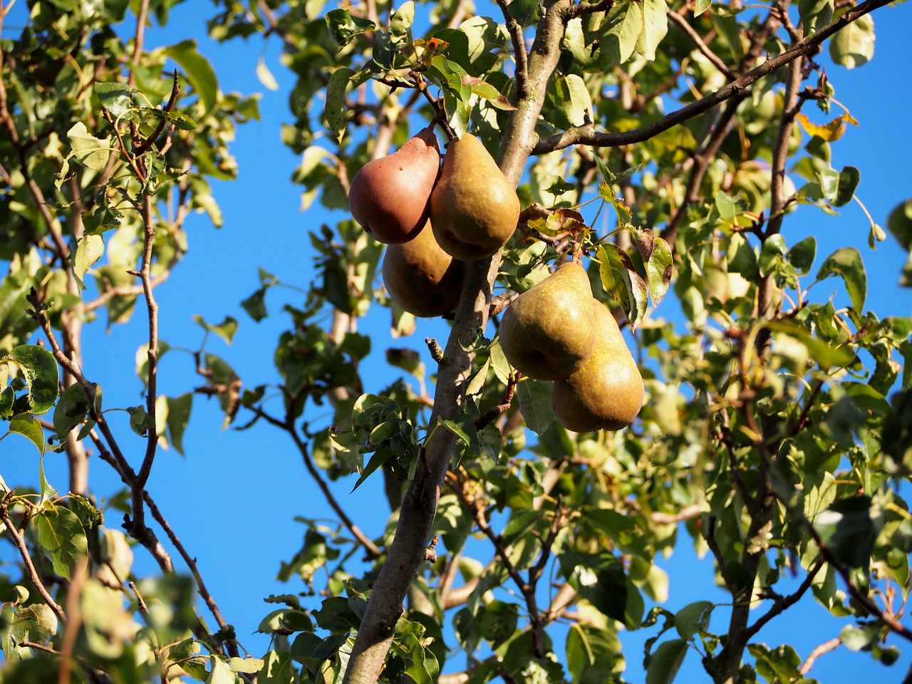 pears pear fruit free photo
