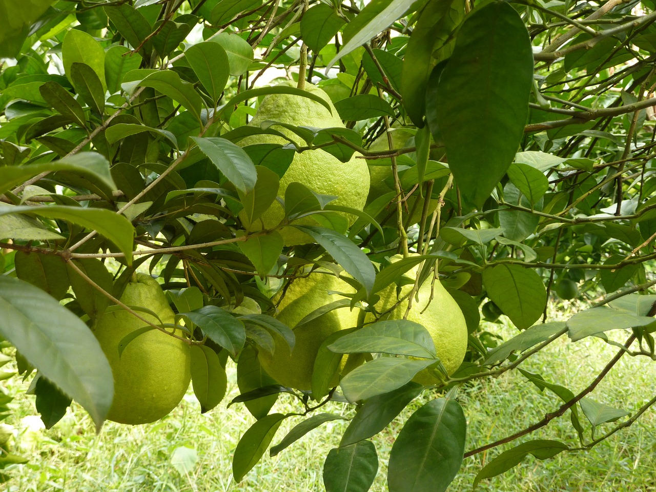 pears fruits green free photo