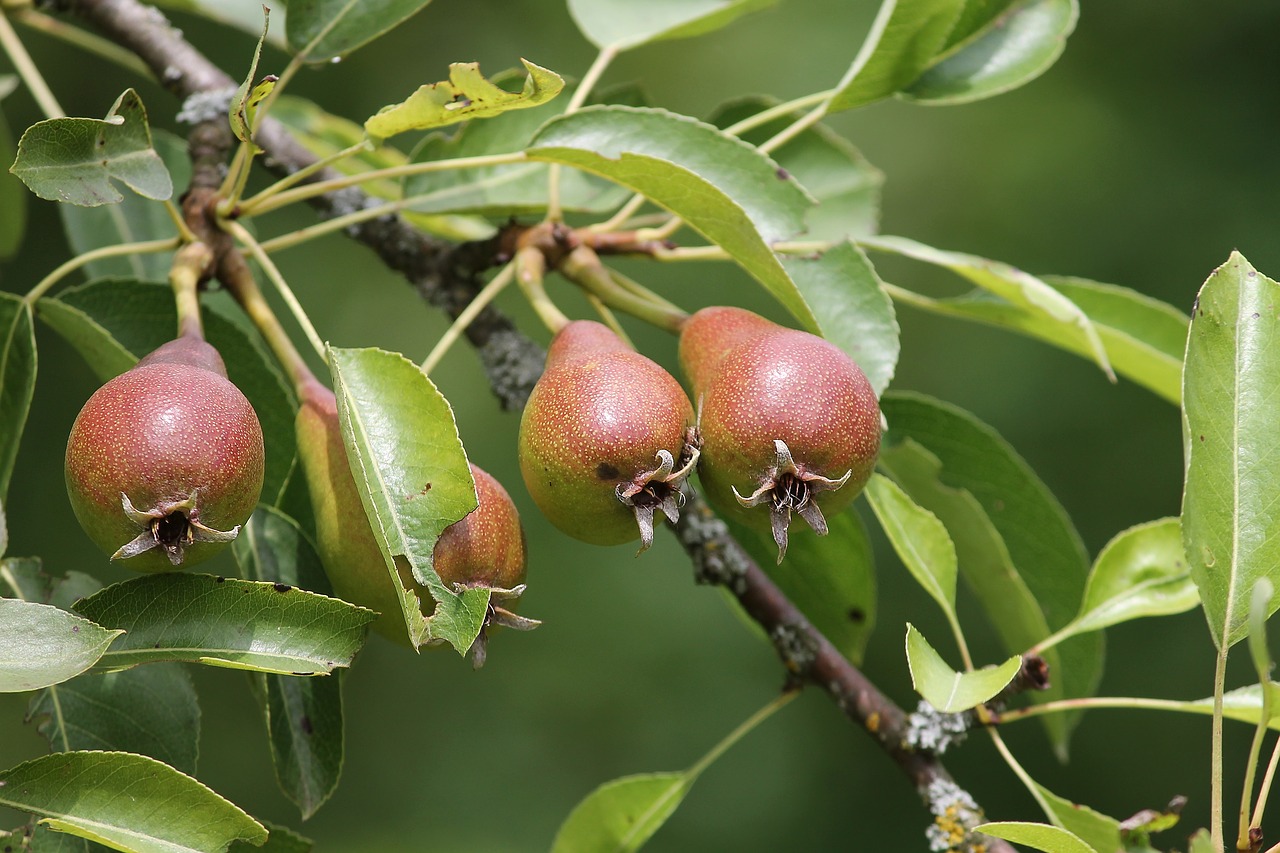 pears  pyrus  young free photo