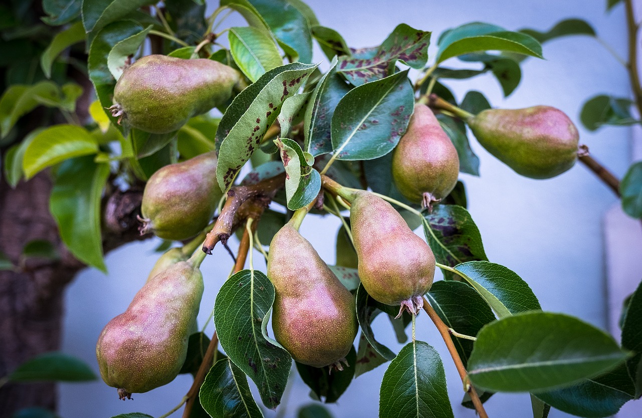 pears  tree shrub  garden free photo