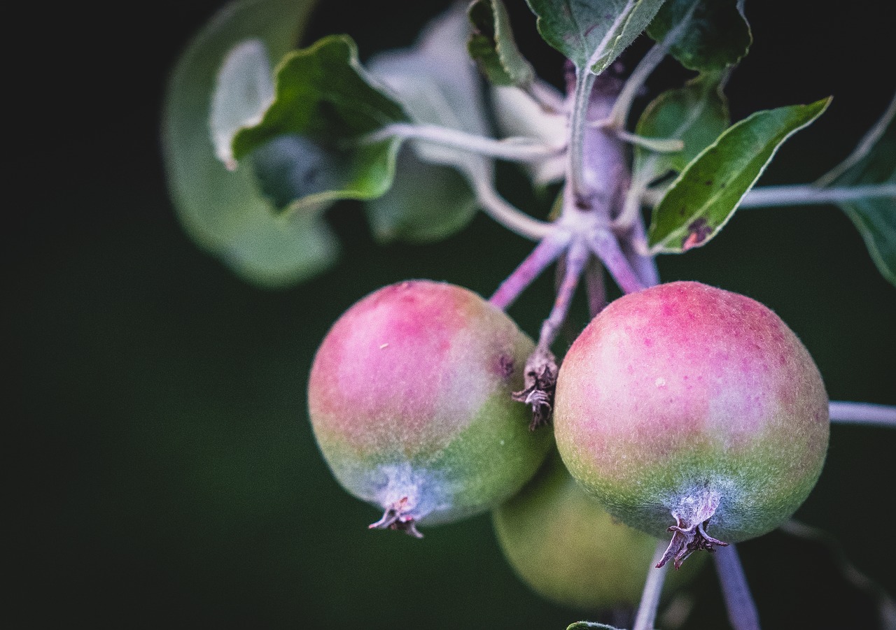 pears  tree shrub  garden free photo