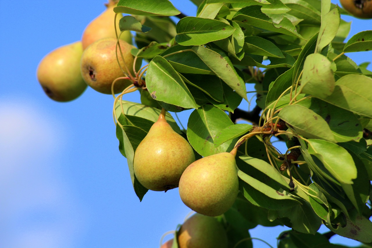 pears  wild pear  fruit free photo