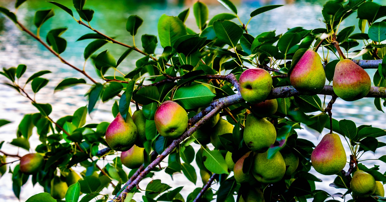 pears  tree shrub  garden free photo