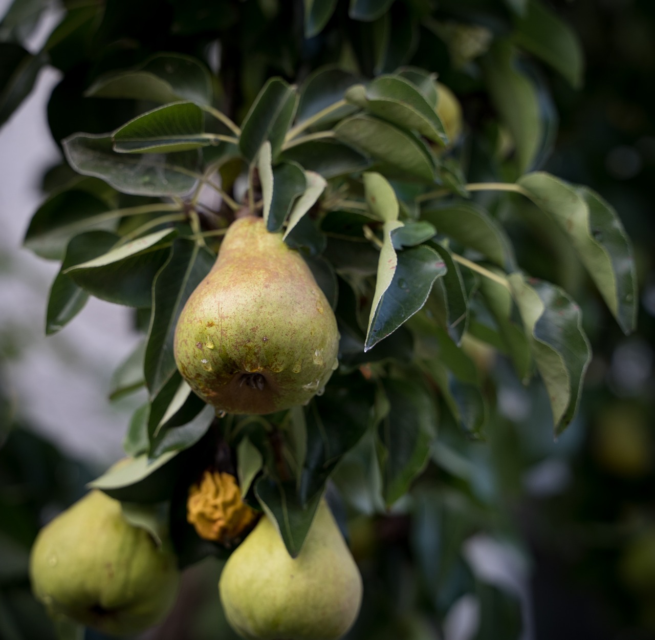 pears  pear  rain free photo
