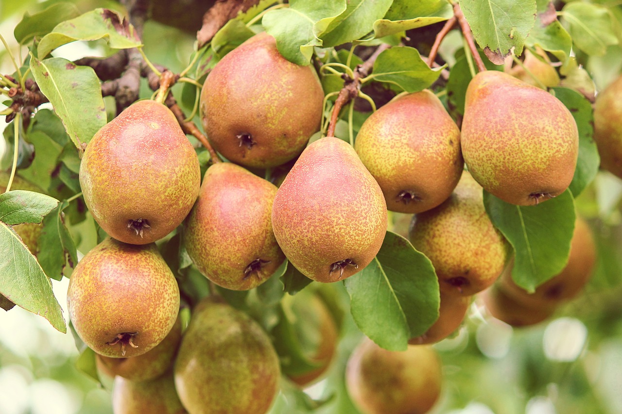pears  fruit  pyrus free photo