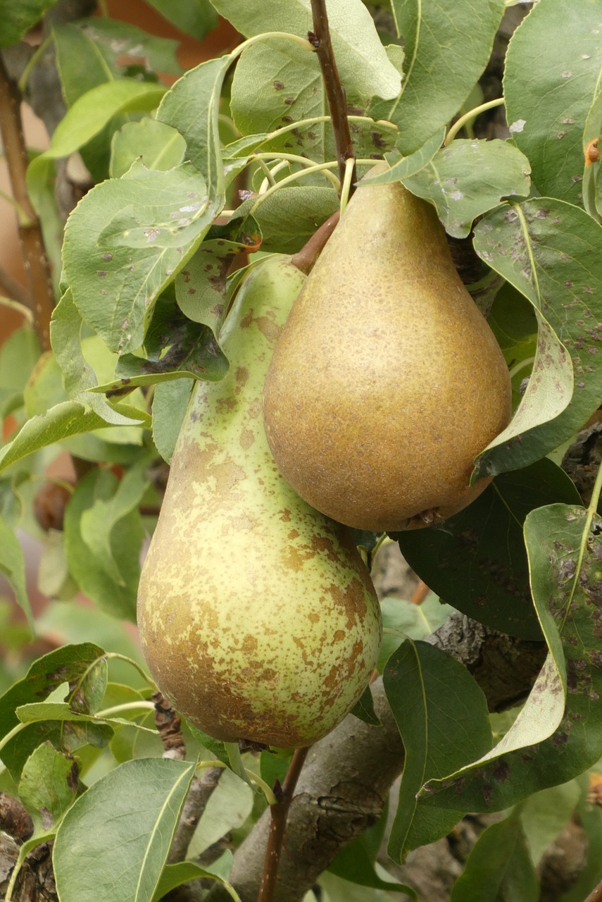 pears  fruit  edible free photo