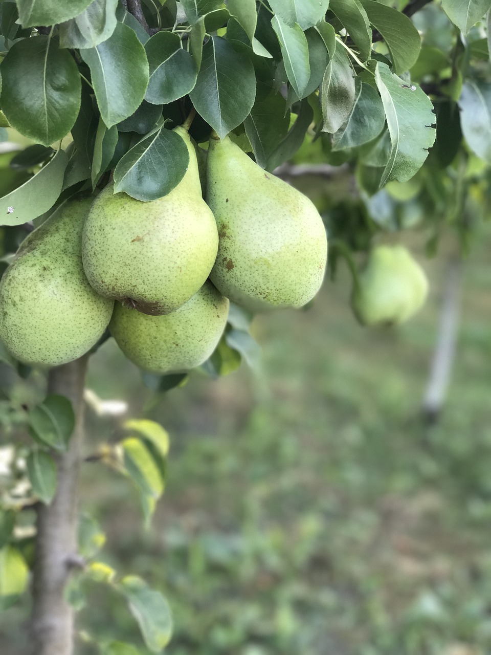 pears  pear  tree free photo