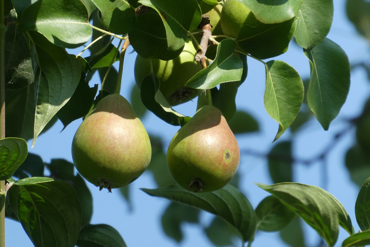 pears  fruits  food free photo