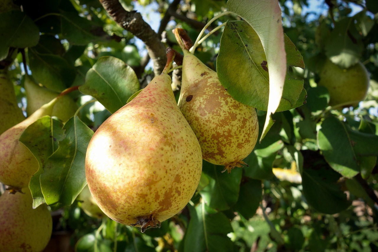 pears  pear  fruit tree free photo