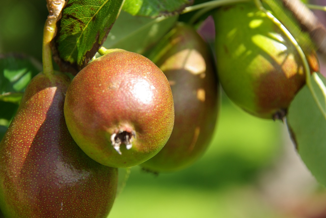 pears  peer  orchard free photo