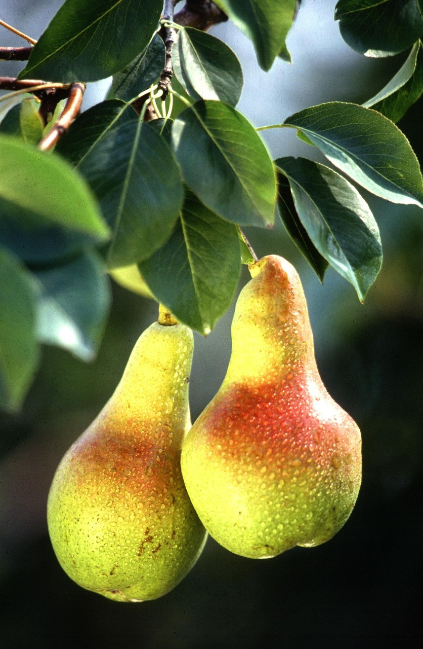 pears fruits red free photo