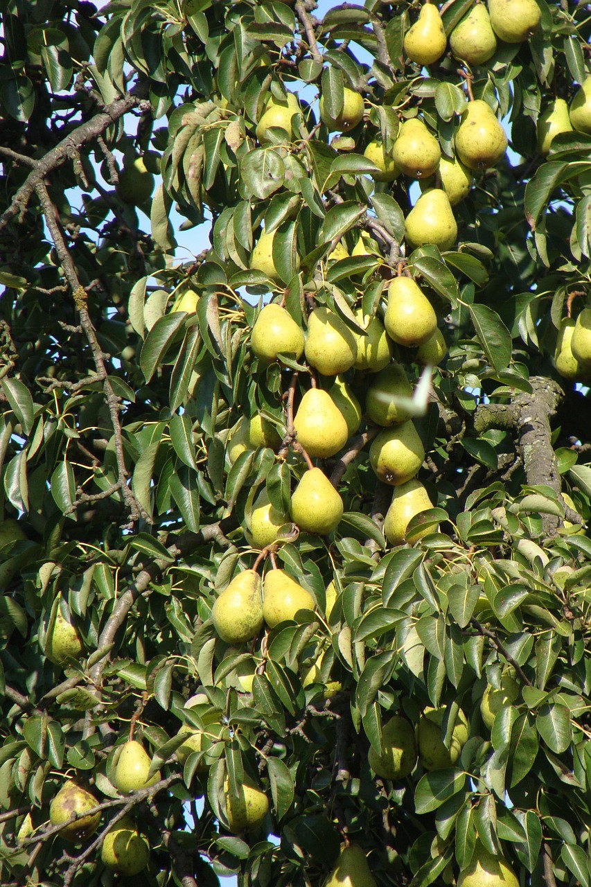 pears fruits tree free photo