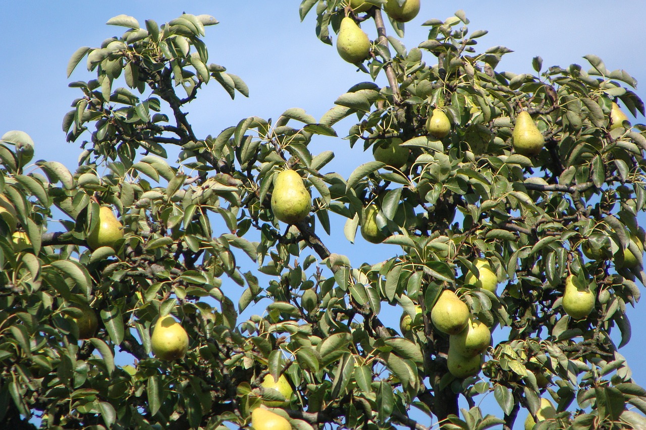 pears fruits tree free photo