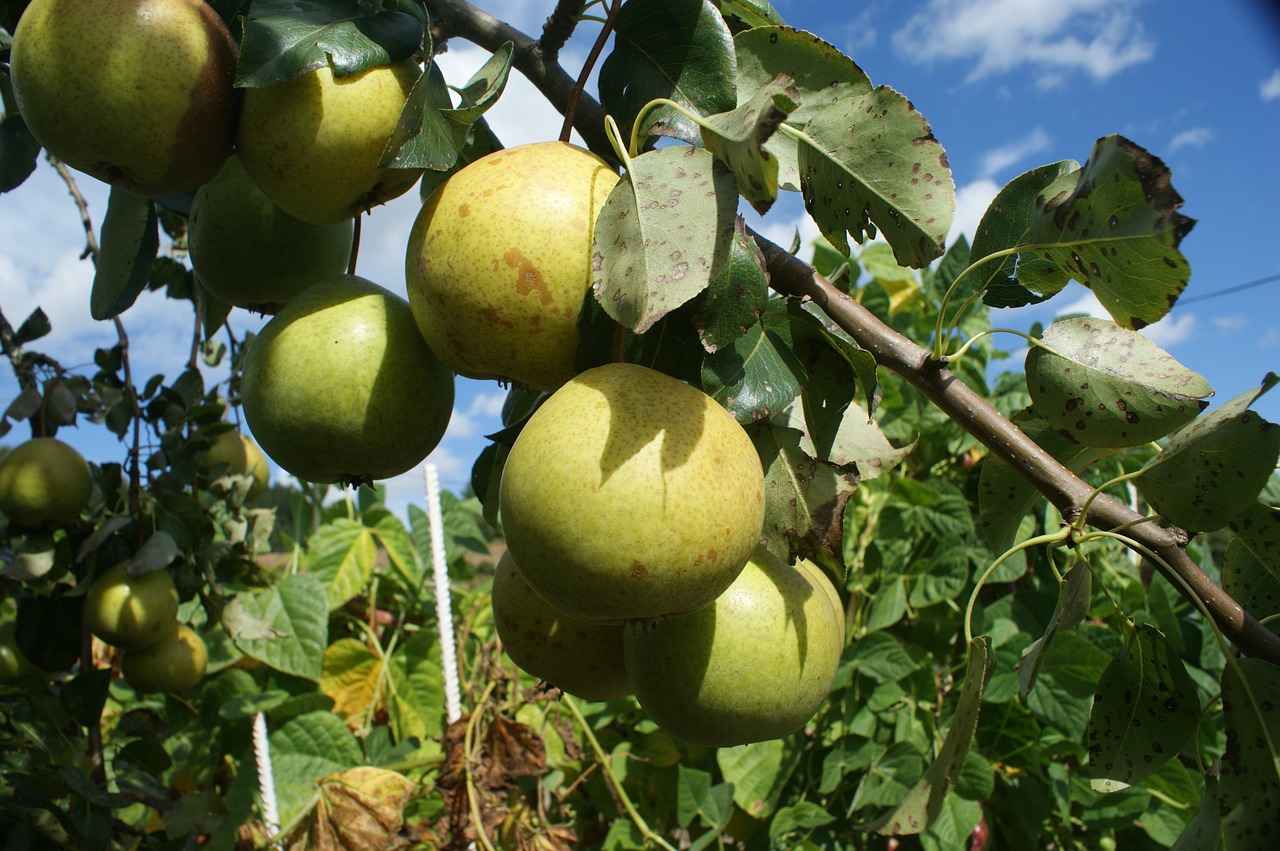 pears fruit tree free photo