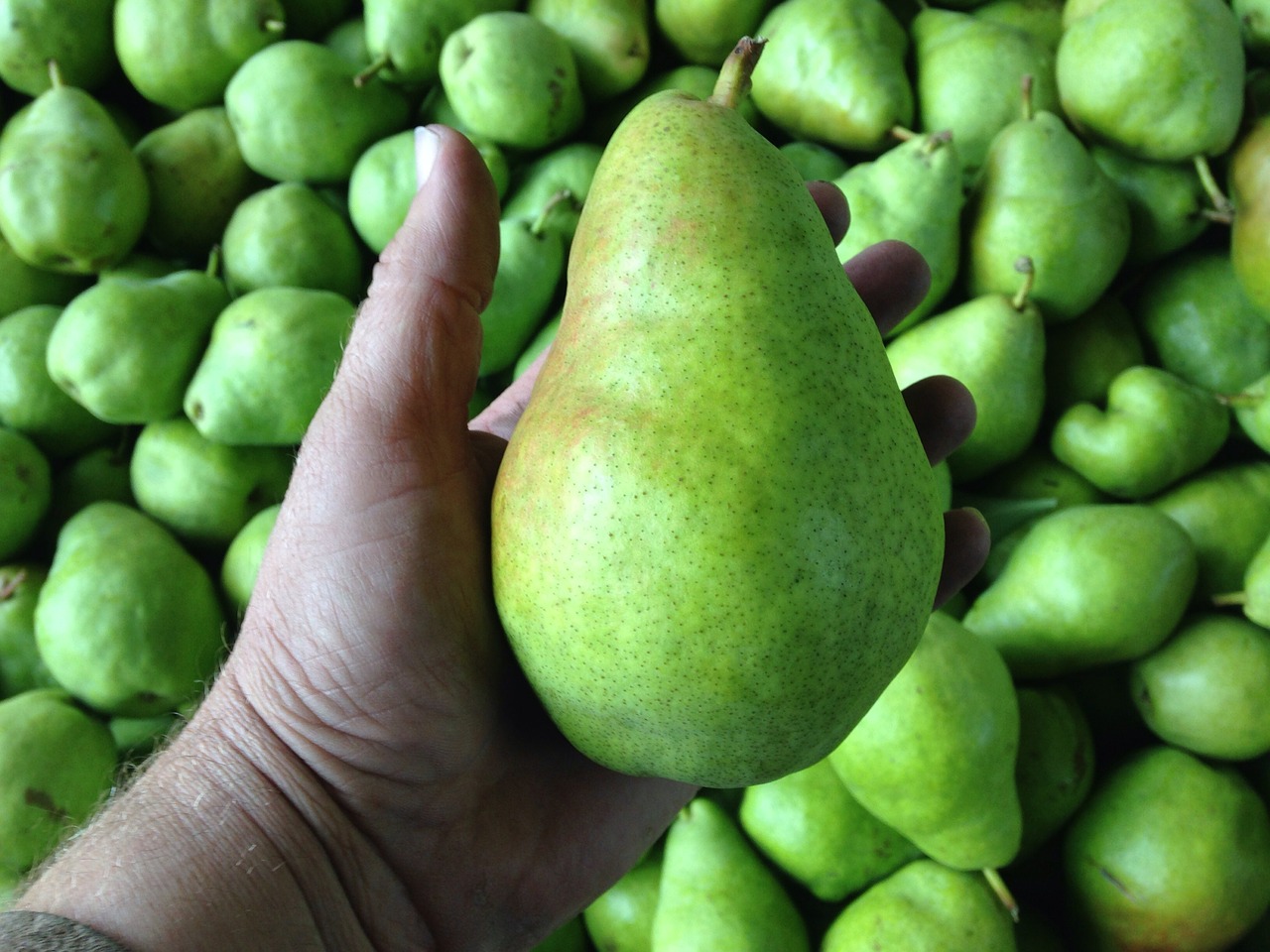 pears fruit green free photo