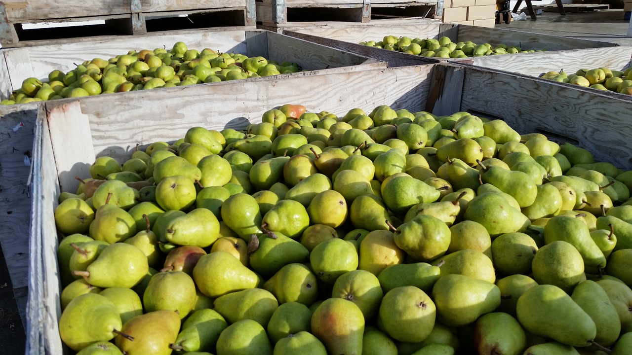 pears bartlett pear bartlett free photo