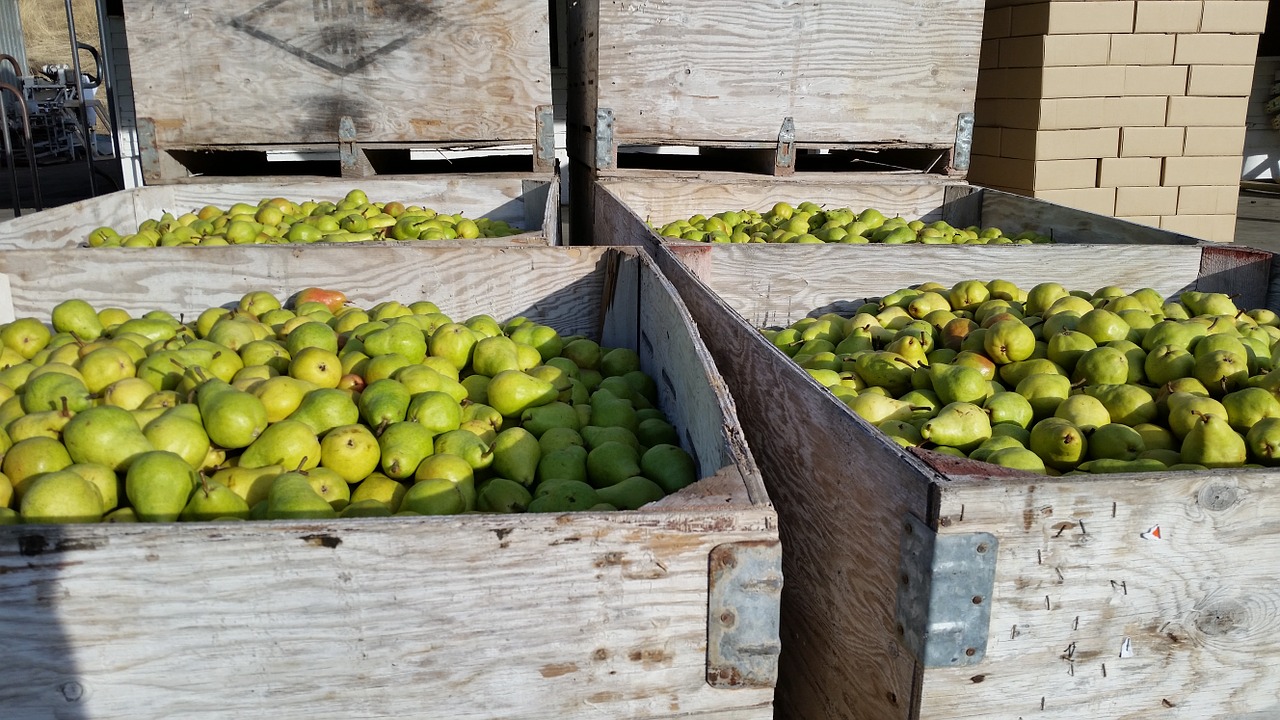 pears bartlett pear bartlett free photo