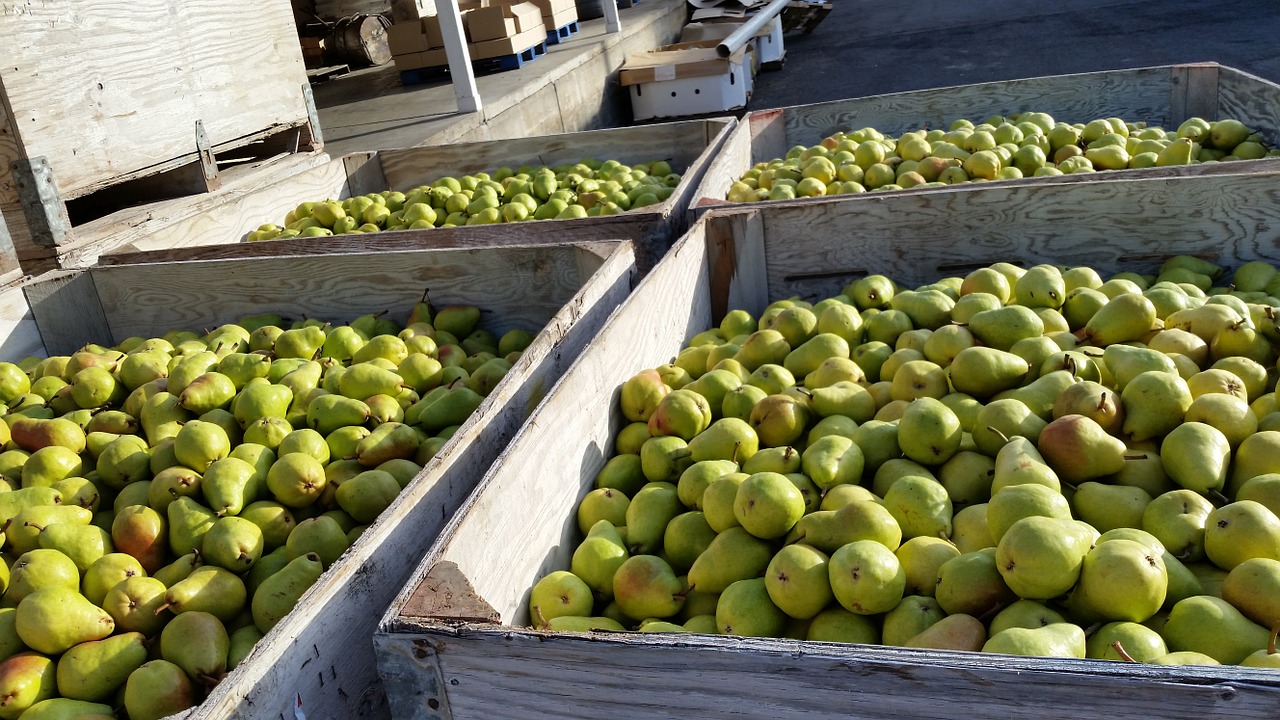 pears bartlett pear bartlett free photo