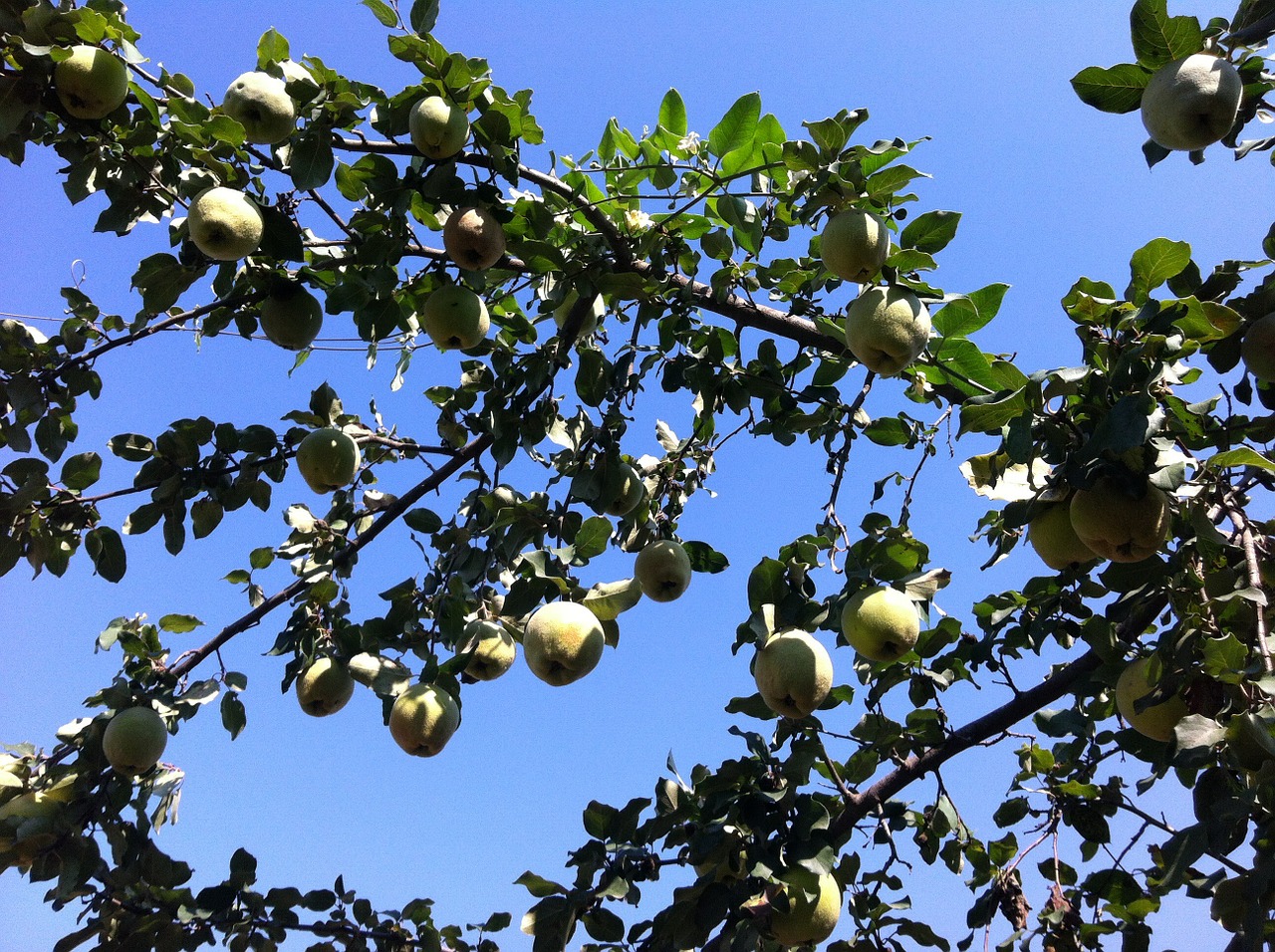 pears pear tree tree free photo