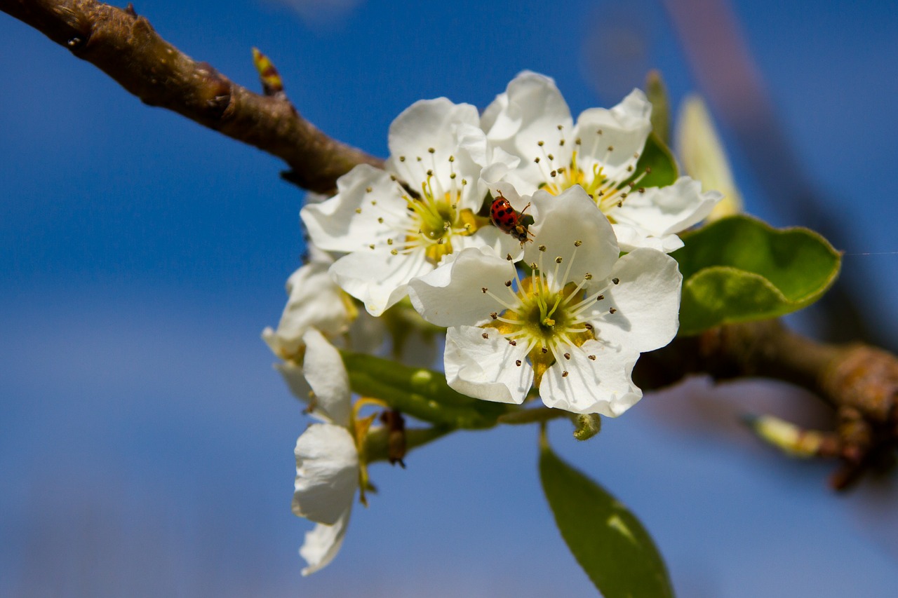 pears blossom bloom free photo