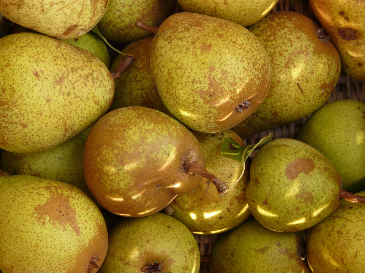 pears fruits fruit free photo