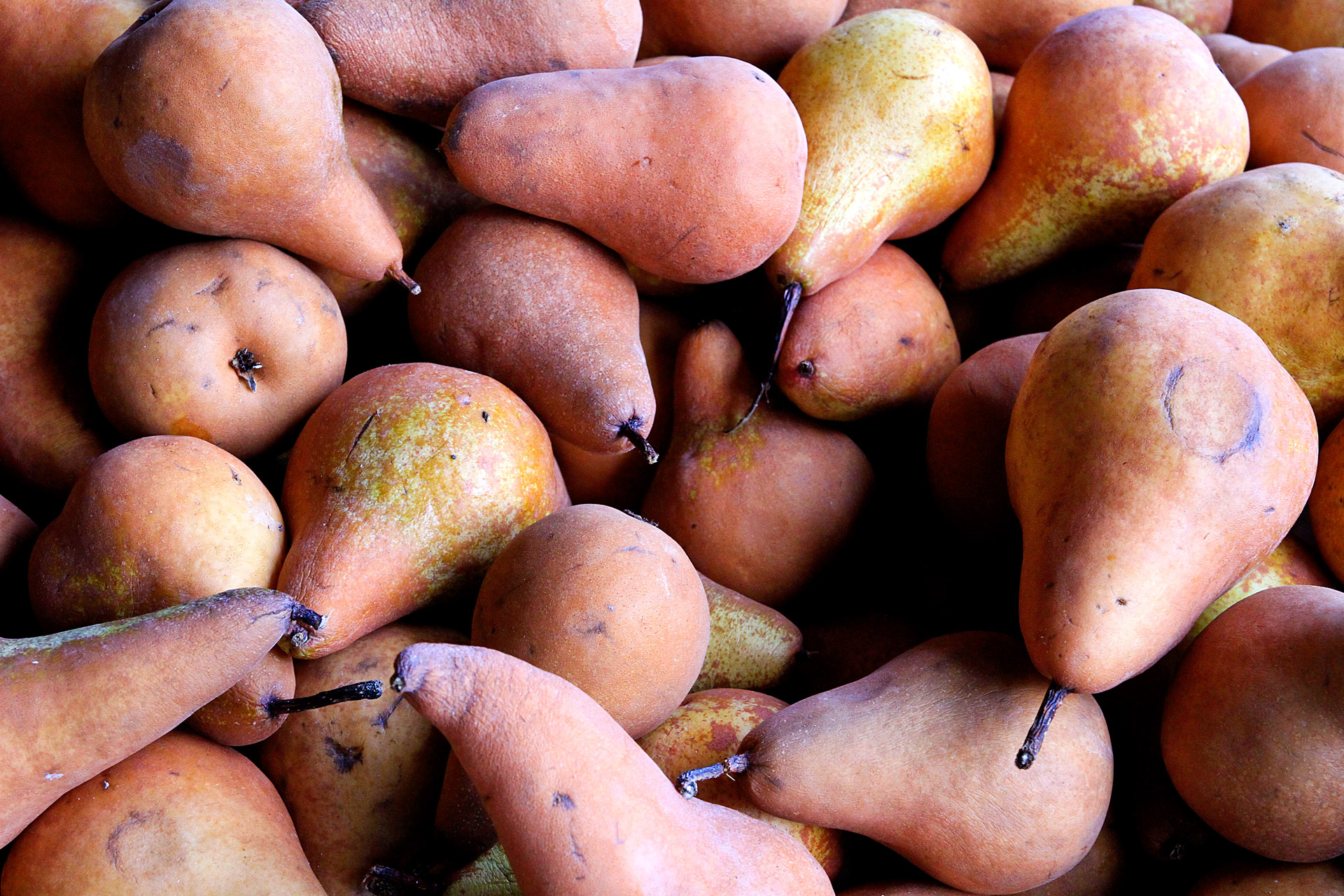 pear bosch pears fruit free photo