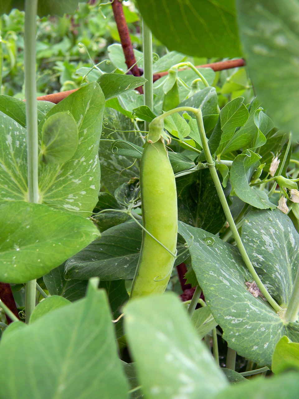 peas pod vegetable garden free photo