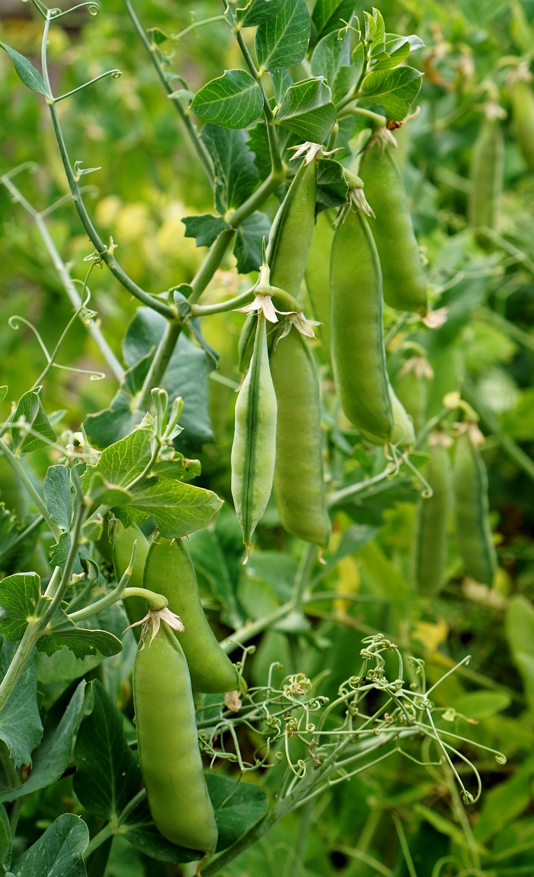 peas garden pods free photo