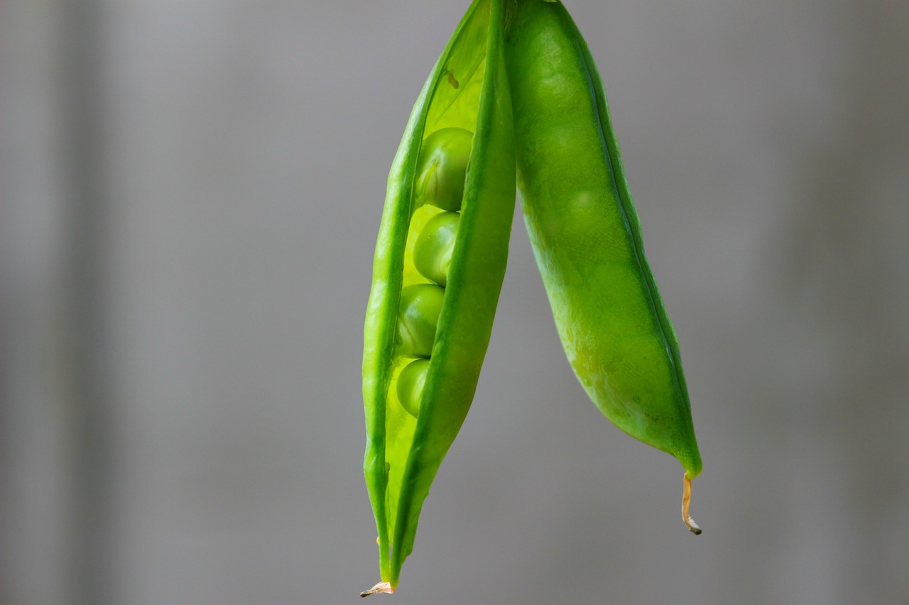 peas pods green free photo