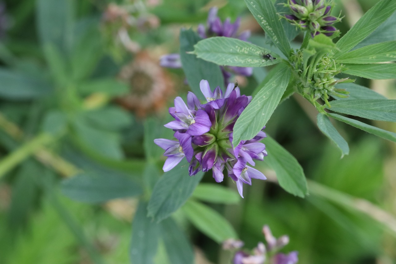 peas  flowers  little free photo