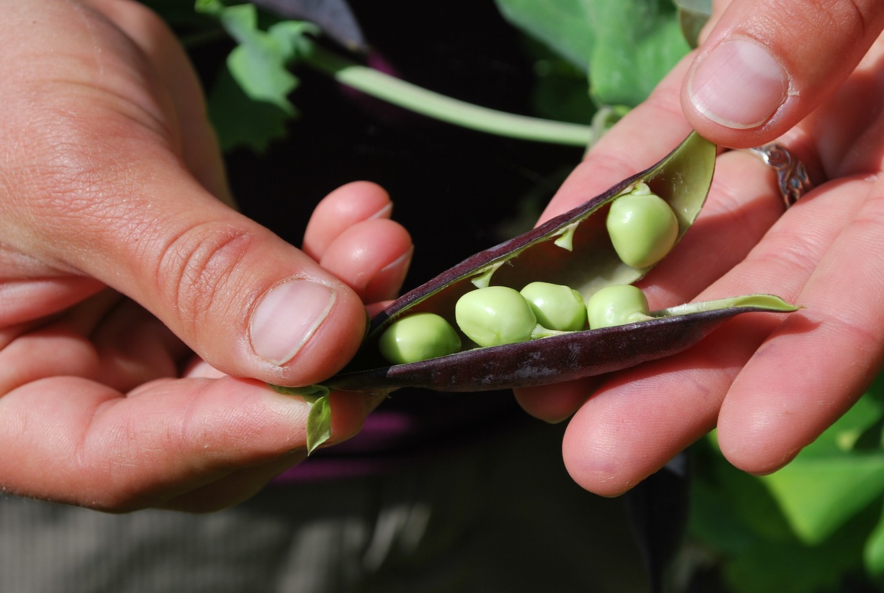 peas harvest food free photo