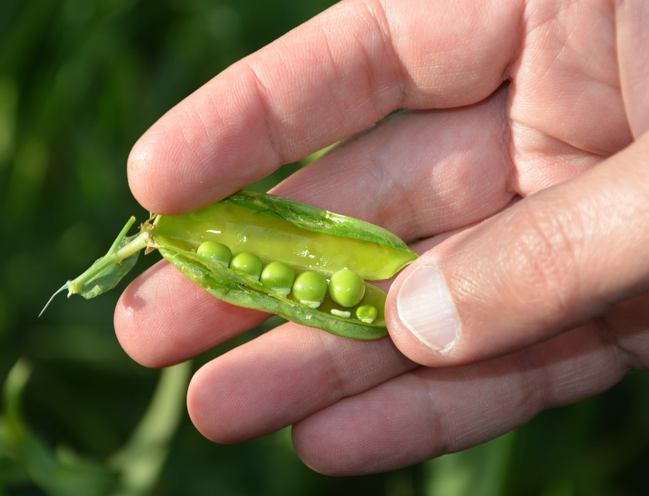 peas green hand free photo