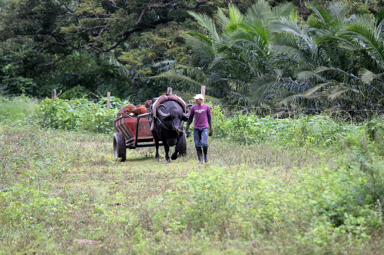 peasant field cart free photo