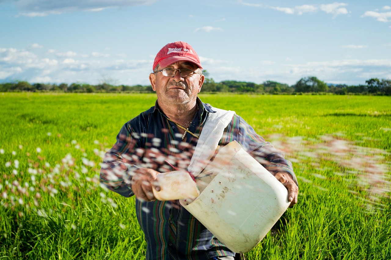 peasant rice fields rice crops free photo