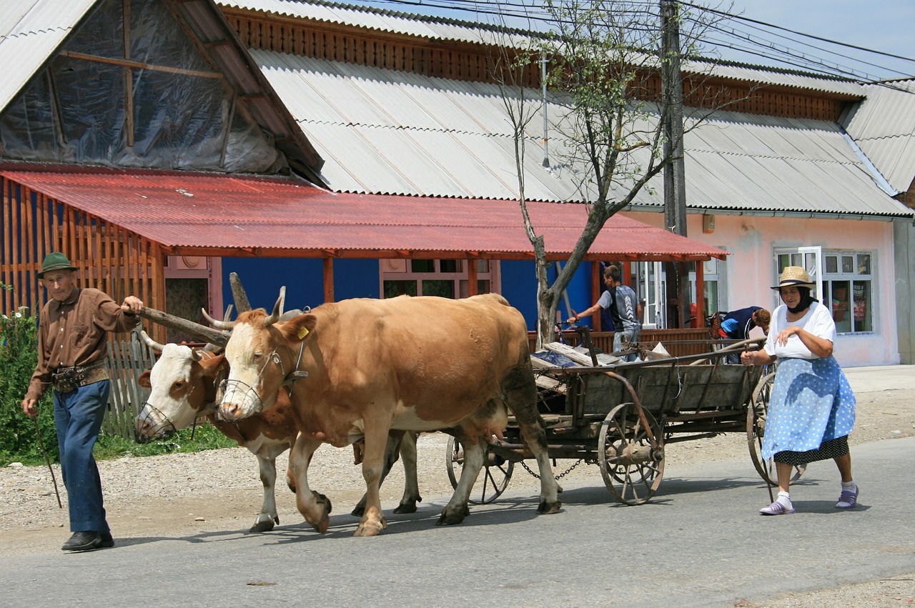 peasantry romania oxen free photo