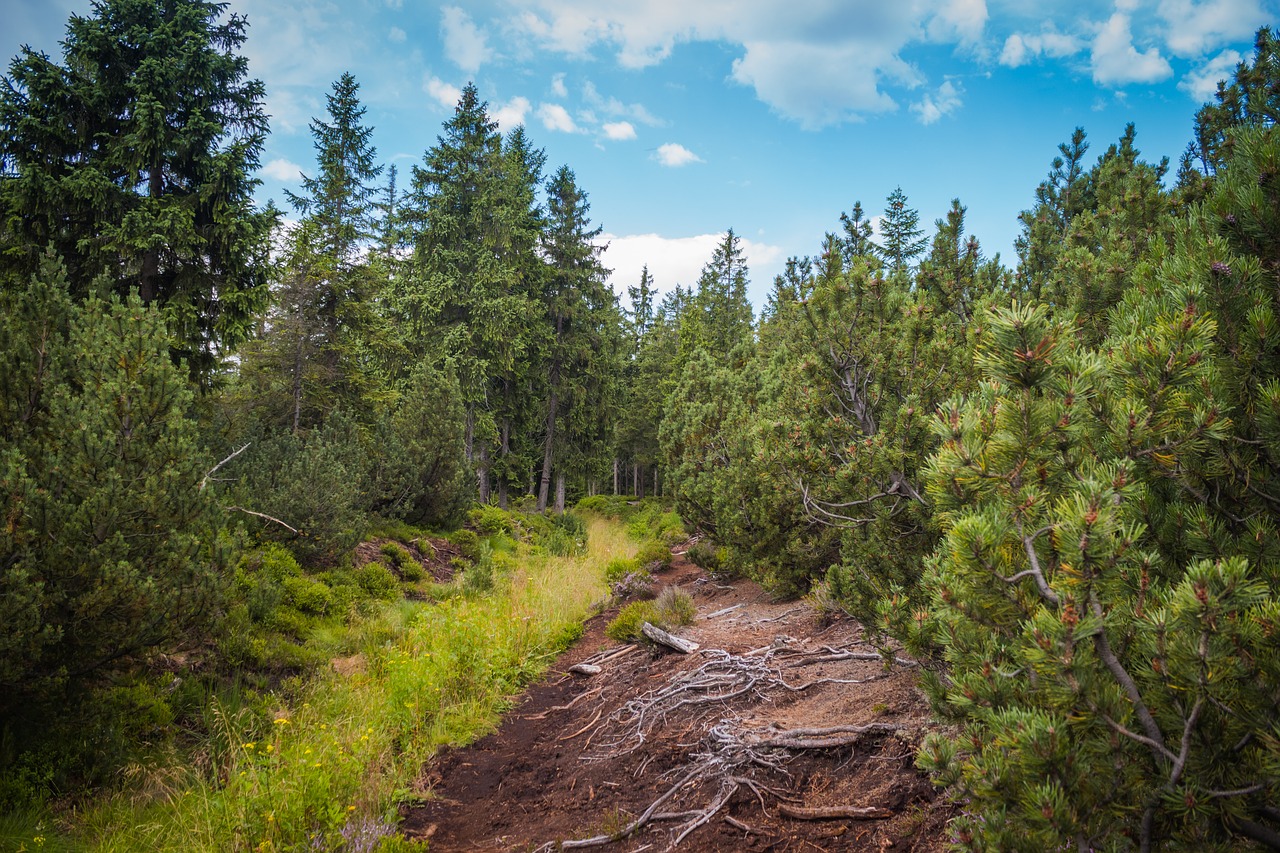 peat-bog roots trail free photo