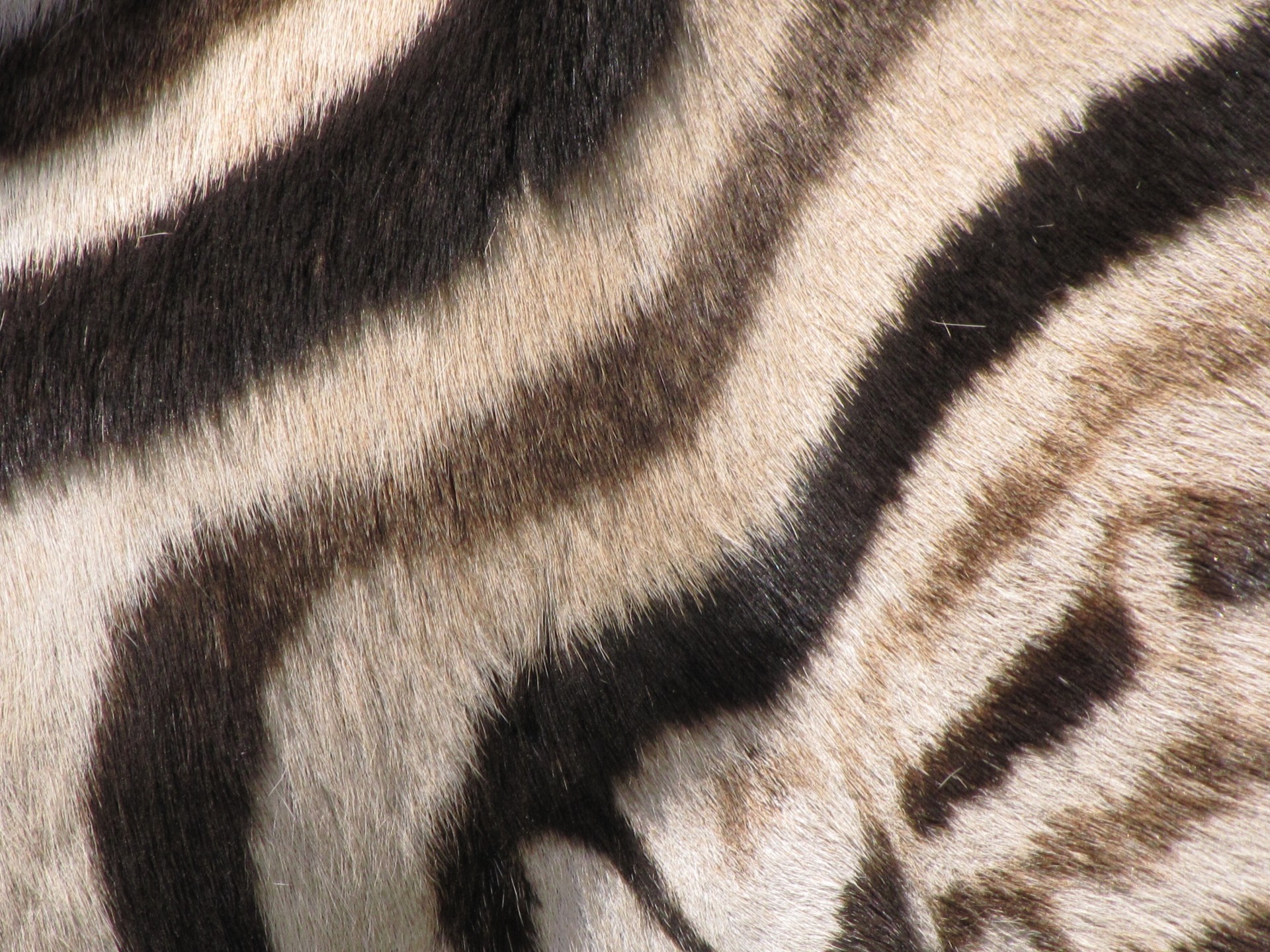 animal zebra zoo free photo