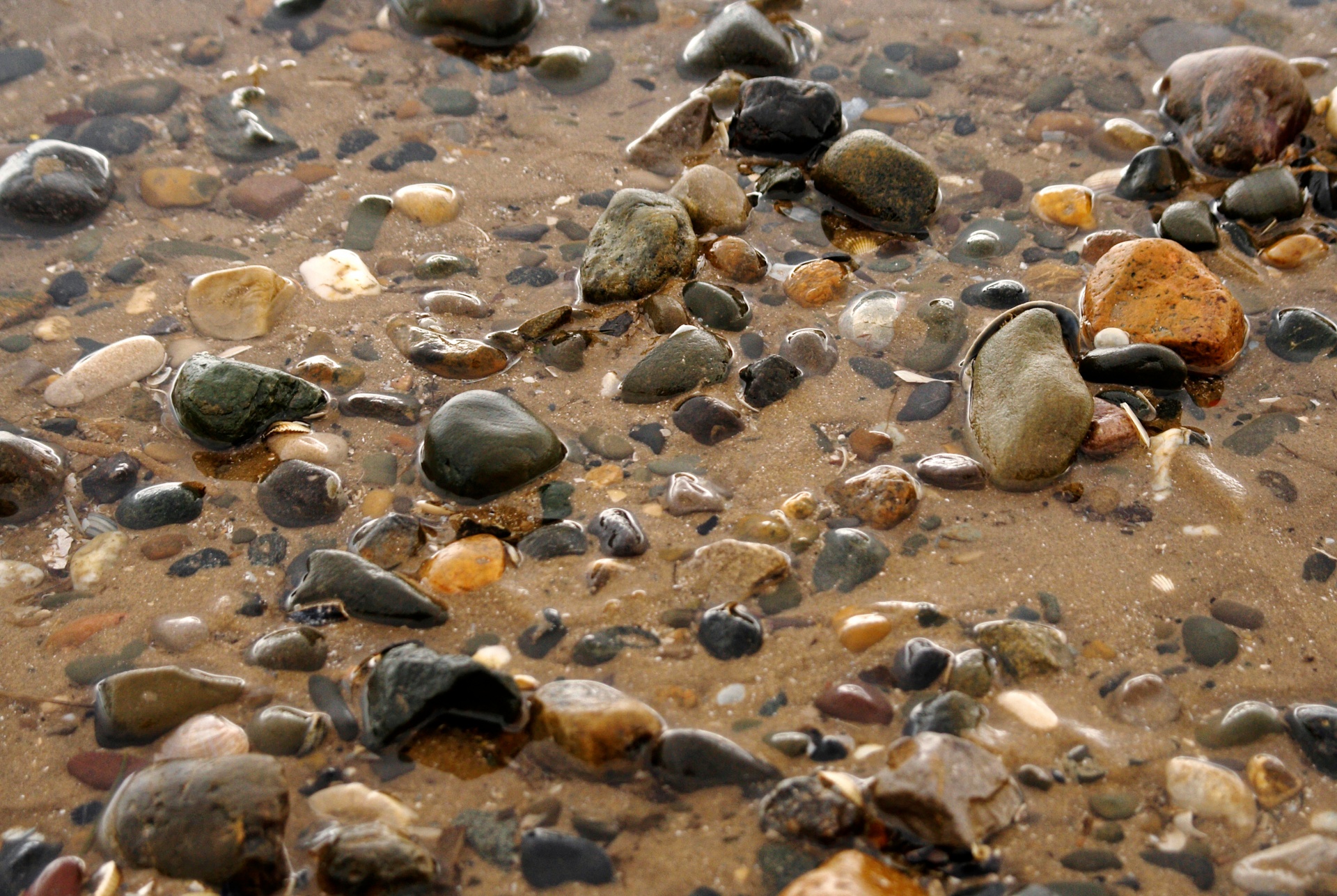 beach pebbles shells free photo