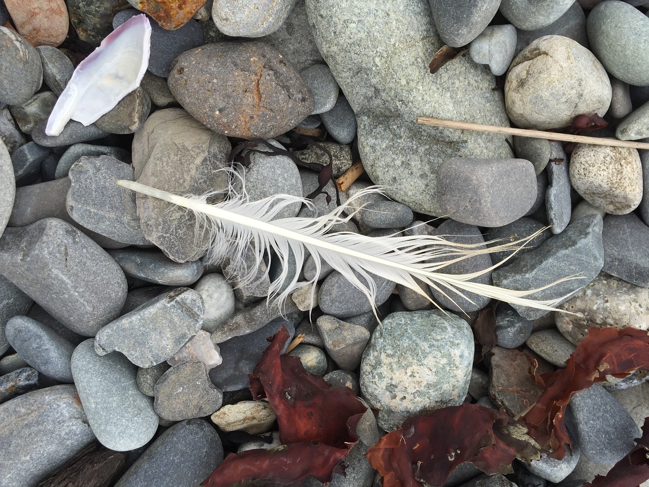 pebbles feather seashore free photo