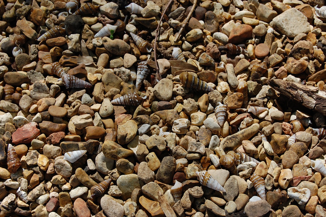 pebbles shells shore free photo