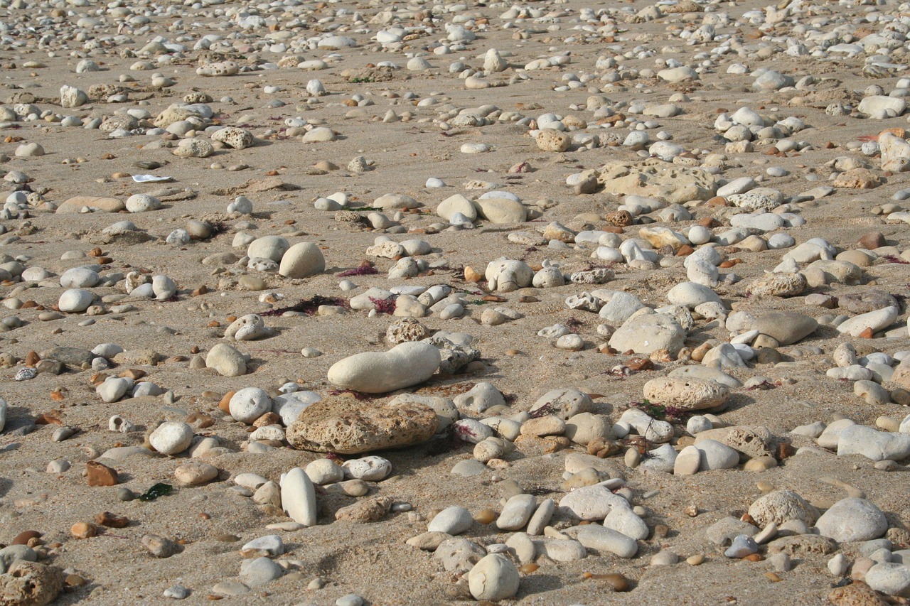 pebbles shells beach free photo