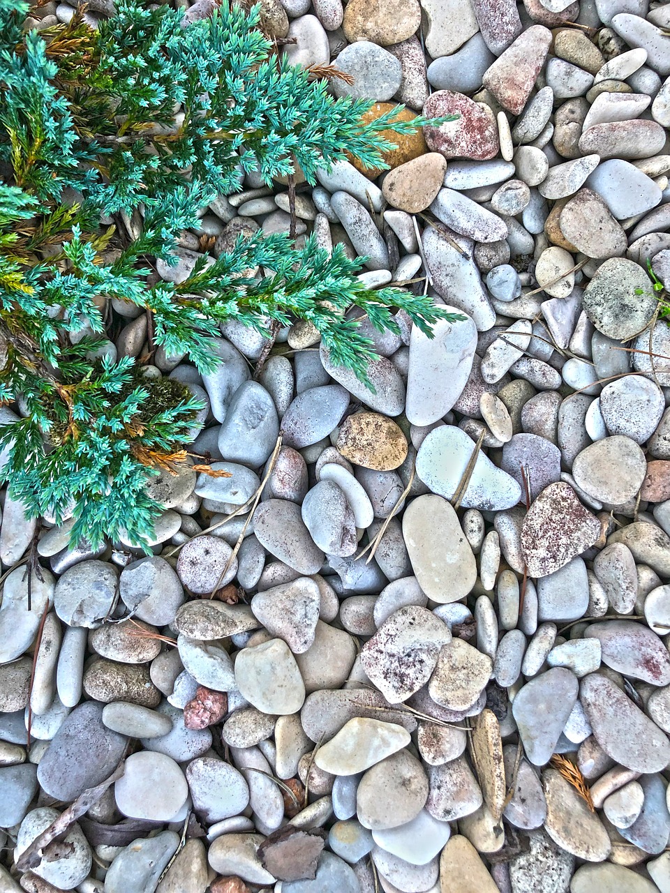 Камни ели фото Pebbles, spruce, stones, nature, plant - free image from needpix.com