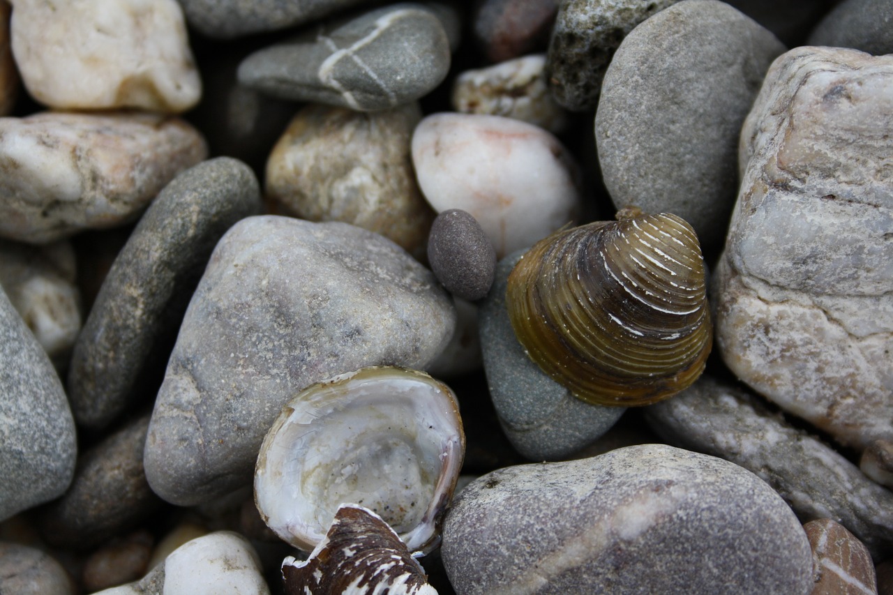 pebbles  river shell  closeup free photo