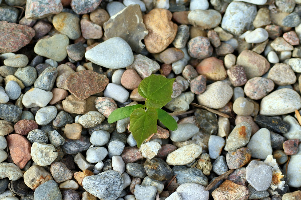 pebbles  the stones  smooth free photo