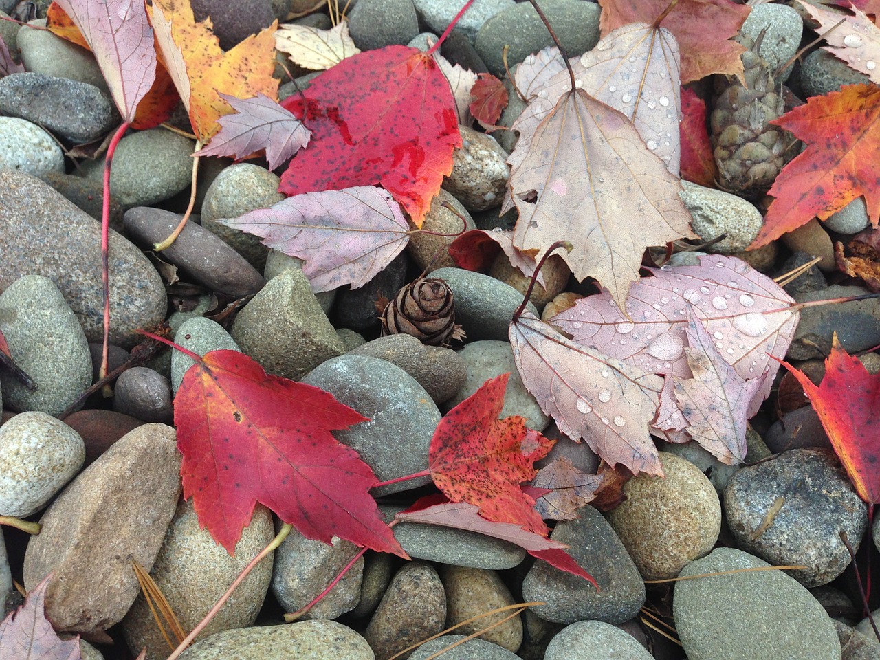 pebbles leaves fall free photo