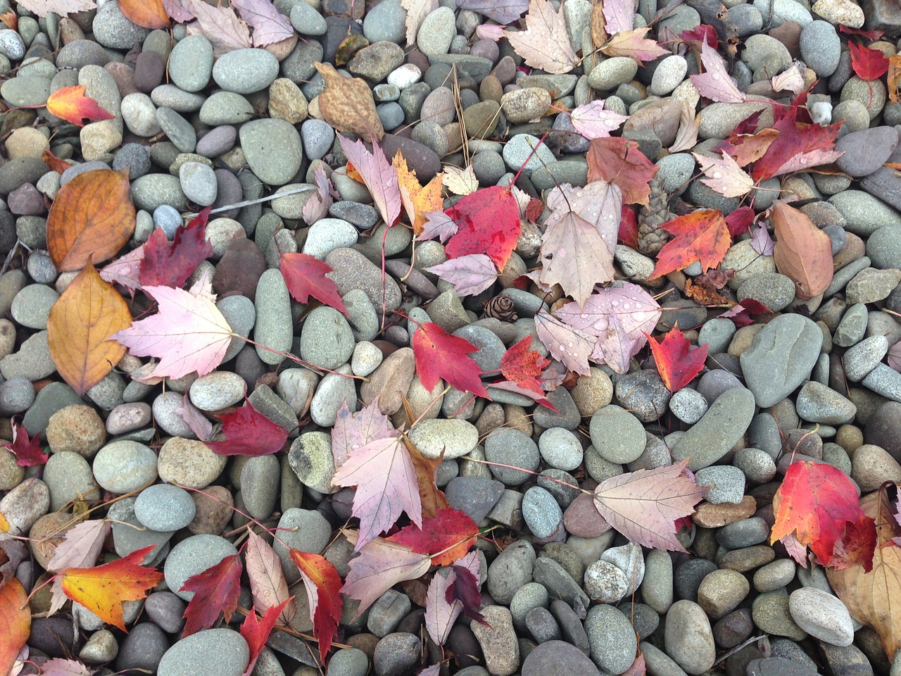 pebbles leaves fall free photo